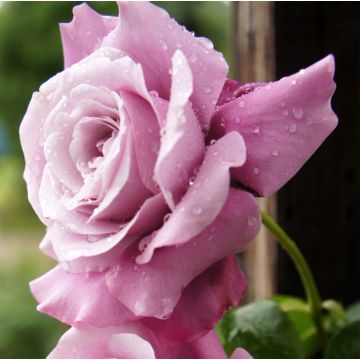 Rosier à grandes fleurs Charles de Gaulle