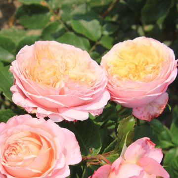 Rosier à grandes fleurs Domaine de Chantilly