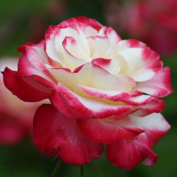 Rosa Double Delight - Edelrose