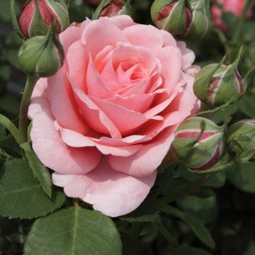 Rosa Elaine Paige - Edelrose