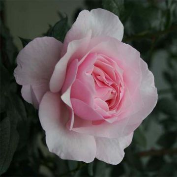 Rosa Gilles de Brissac - Edelrose