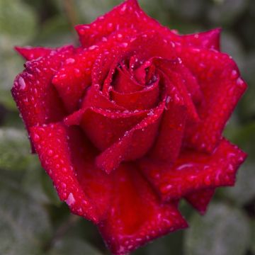 Rosier à grandes fleurs Ingrid Bergman