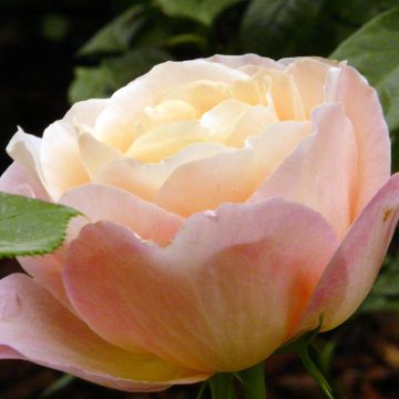 Rosa Isabelle Autissier - Edelrose