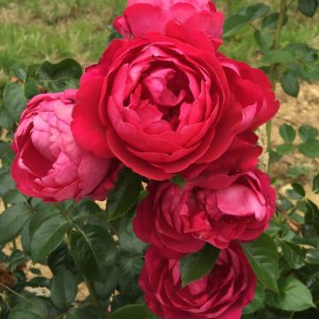 Rosa Jingle Bells - Edelrose