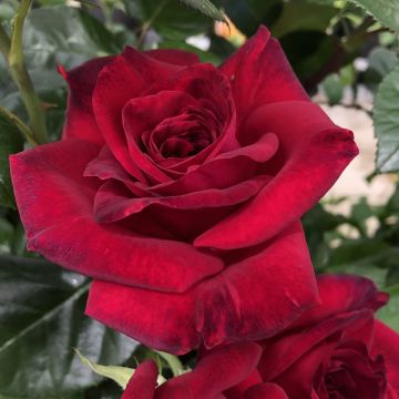 Rosier à grandes fleurs La rose Monsieur