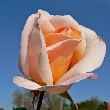 Rosier à grandes fleurs Michele Meilland