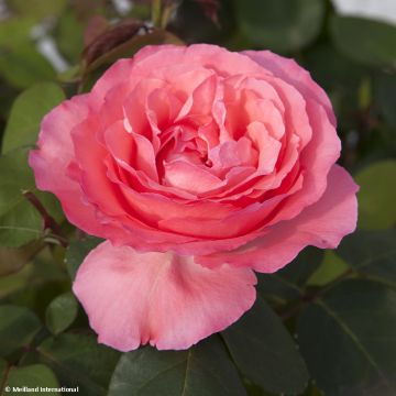 Rosa Panthere Rose - Edelrose