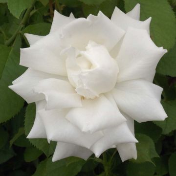 Rosier à grandes fleurs Pape Jean-Paul II