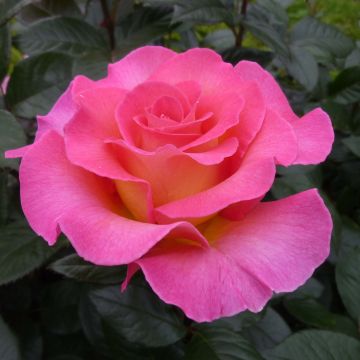 Rosa Pink Paradise - Edelrose