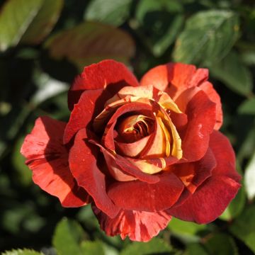 Rosier à grandes fleurs Poseidon