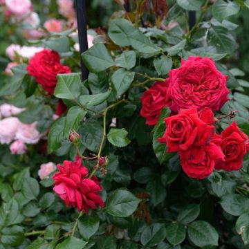 Rosa République de Montmartre - Edelrose