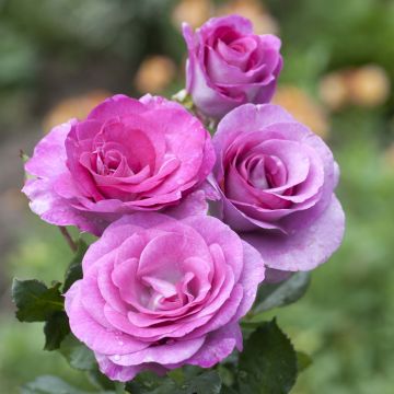 Rosa Violette Parfumée - Edelrose