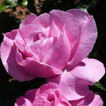 Rosa Womanity - Edelrose