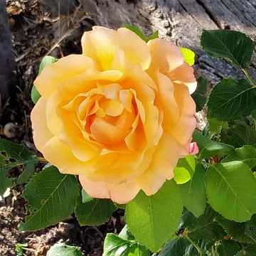 Rosa Yellowstone Oraleymy - Edelrose