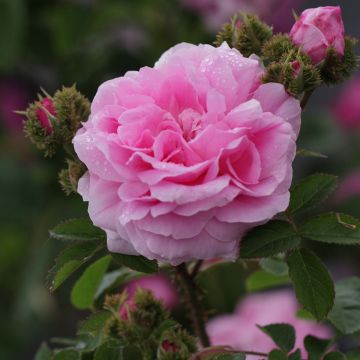 Rosa centifolia Cristata - Moos Rosen