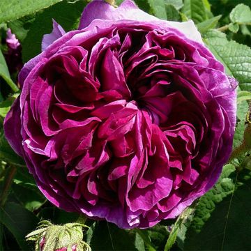 Rosa gallica Charles de Mills - Essig-Rose