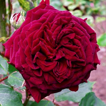 Rosa Empereur du Maroc - Historische Rose