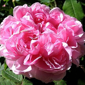 Rosa Portland Jacques Cartier - Historische Rose