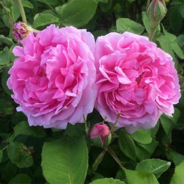 Rosa Portland Mme Boll - Historische Rose