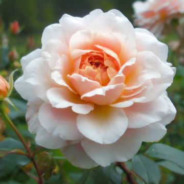 Rosa Perle d'or - Historische Rose