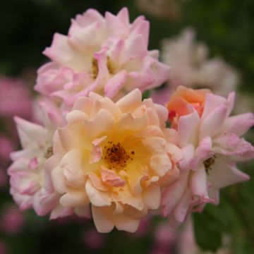 Rosa multiflora Phyllis Bide - Vielblütige Rose