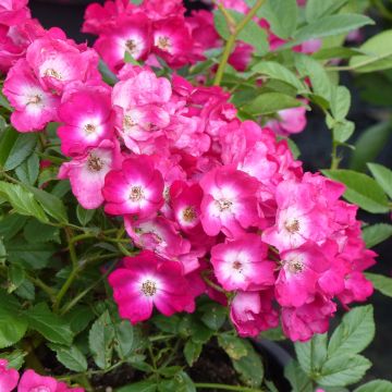 Rosa polyantha Red Ballerina - Historische Rose