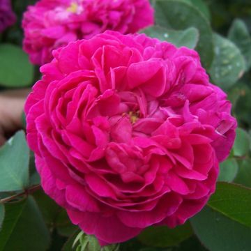 Rosa Rose de Rescht - Historische Rose