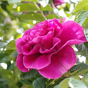 Rosa rugosa Roseraie de l'Haÿ - Apfelrose