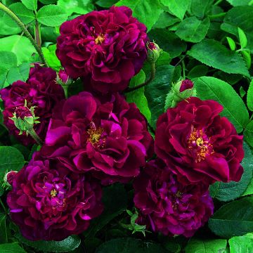 Rosa gallica Tuscany Superb - Essig-Rose