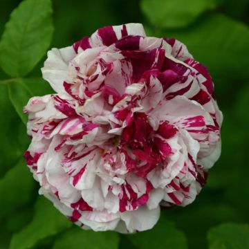 Rosa Variegata di Bologna - Historische Rose