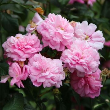 Rosa Ispahan - Damaszener-Rosen