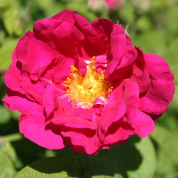 Rosa gallica Officinalis - Essig-Rose