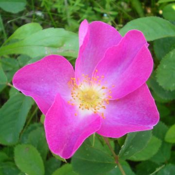 Rosa gallica - Essig-Rose