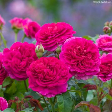 Rosa Gabriel Oak - David Austin Rose - Englische Rose