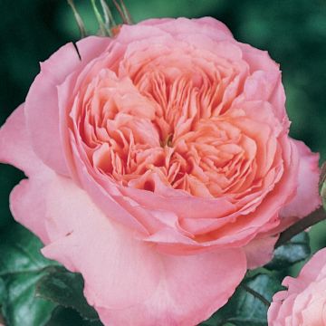 Rosa English Legend Rose de Cornouaille - Englische Rose