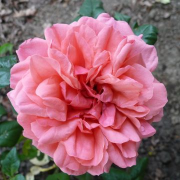 Rosa English Legend Sir Lancelot - Englische Rose