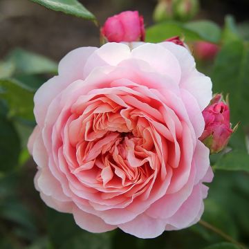 Rosa Eustacia Vye - David Austin Rose - Englische Rose