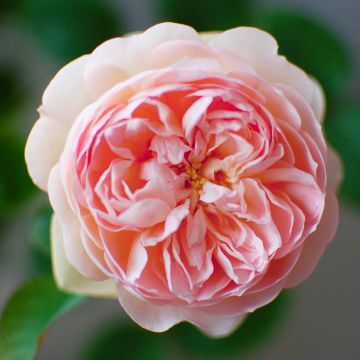 Rosa Gentle Hermione - Englische Rose