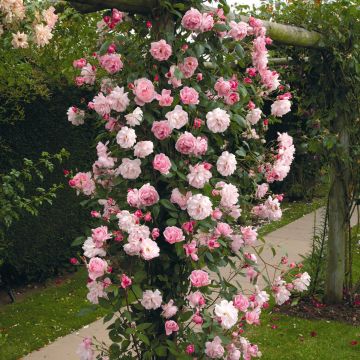 Rosa Mortimer Sackler climbing - Kletterrose