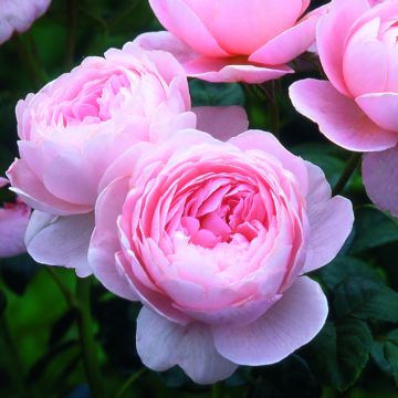 Rosa Queen of Sweden - Englische Rose