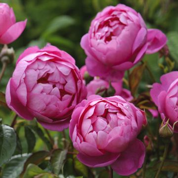 Rosa Royal Jubilee - Englische Rose