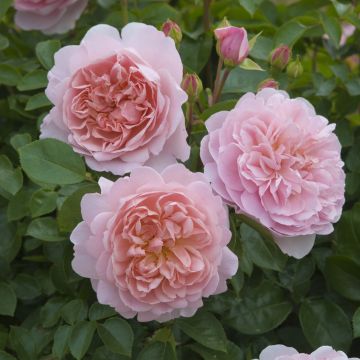 Rosa Wildeve - Englische Rose