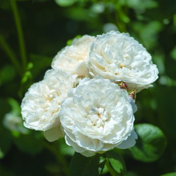 Rosier David Austin William and Catherine