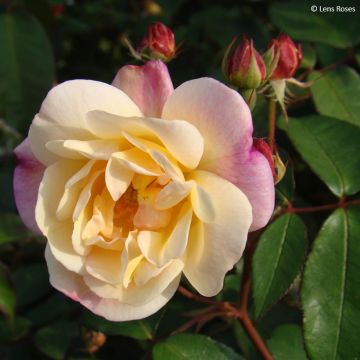 Rosa moschata Apricot Bells - Moschus-Rose