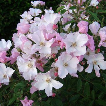 Rosa moschata Diamant Rose - Moschus-Rose