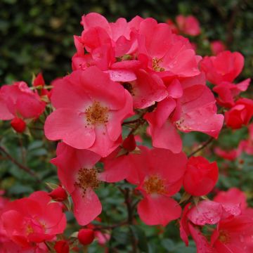 Rosier arbustif Douceur Normande