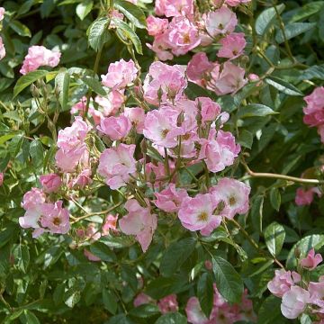 Rosa moschata Frisson Frais LENsadbi - Moschus-Rose