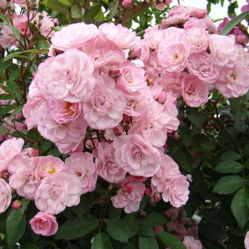 Rosa moschata Heavenly Pink - Moschus-Rose