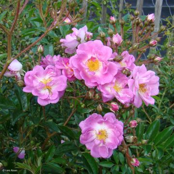 Rosa moschata Millie Fleur - Moschus-Rose