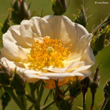 Rosa moschata Omi Oswald - Moschus-Rose